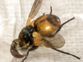 Cistogaster globosa
